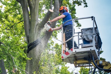 Vermieterin kann Baumfällungskosten als Betriebskosten geltend machen